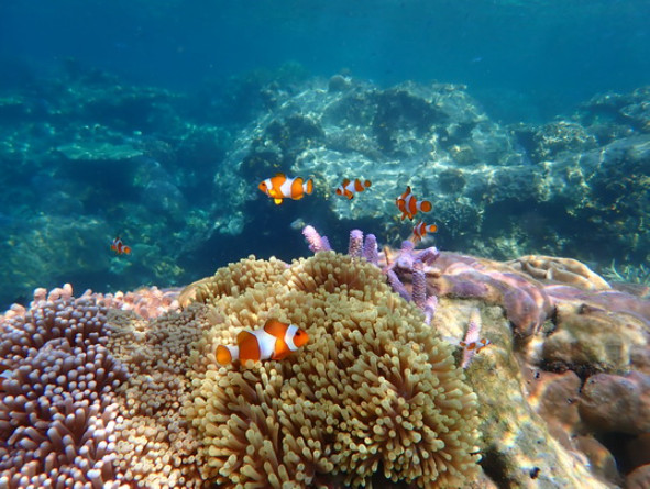 Snorkling di Karimun Jawa