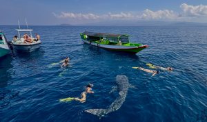 Pengalaman Seru Berenang dengan Whale Shark Sumbawa (Hiu Paus)