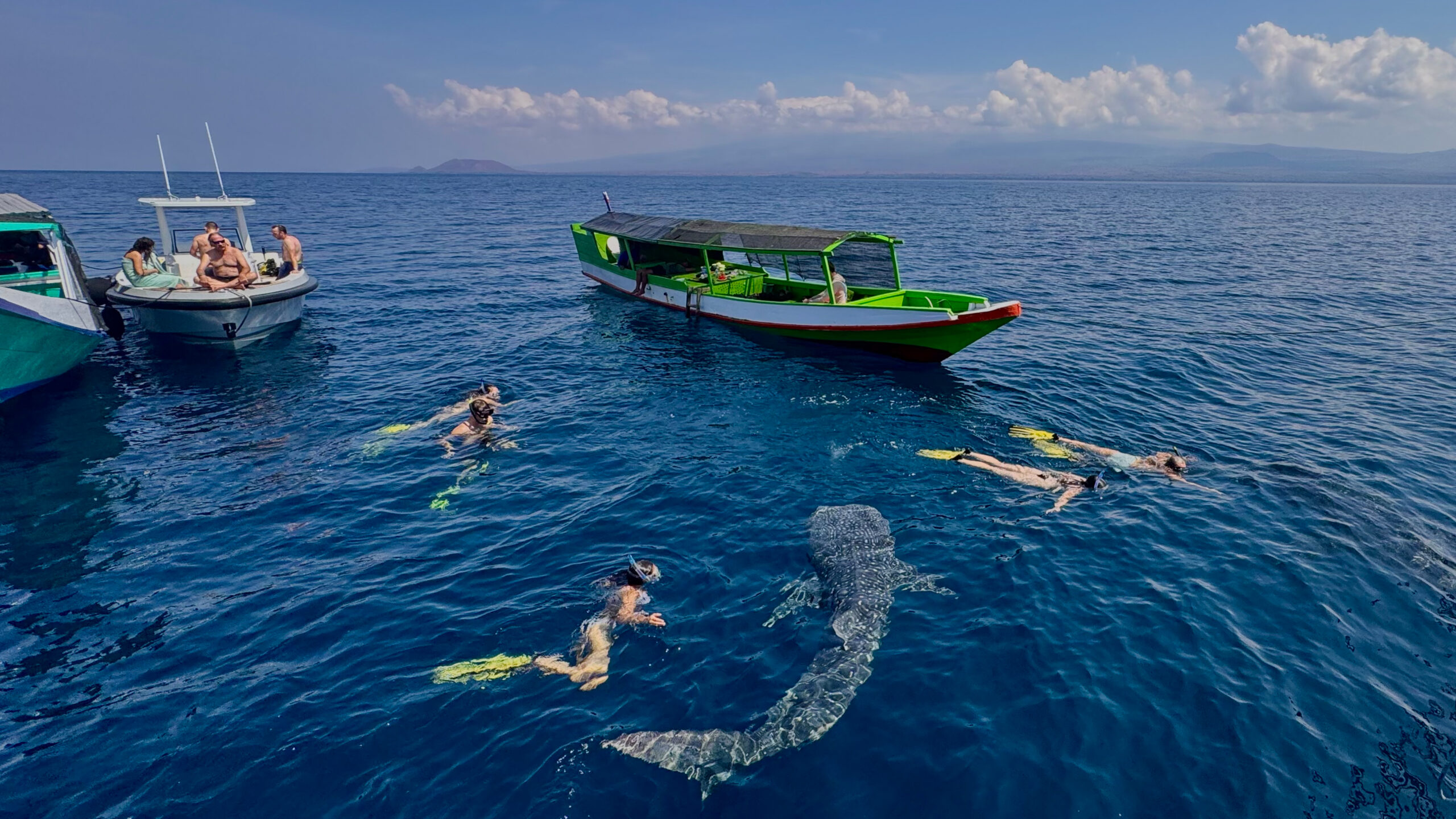 berenang bersama hiu paus di sumbawa