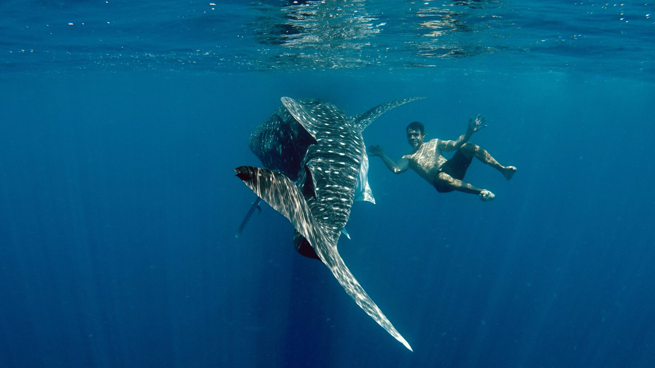 whale shark sumbawa